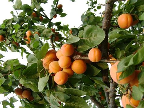 杏樹種植